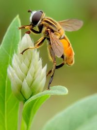 Close-up of bee pollinating on flower