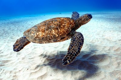 Turtle swimming in sea
