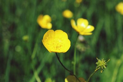 Close-up of yellow flowering plant