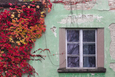 Close-up of ivy growing on house