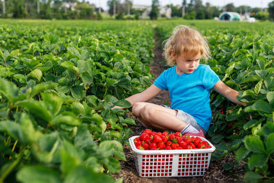 High angle view of boy picking apples in basket