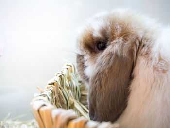 Close-up of a rabbit