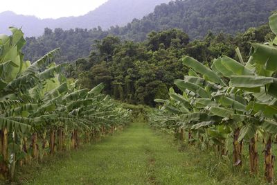 Scenic view of corn field against trees