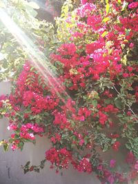 Close-up of pink flowers on tree