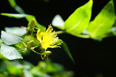 Close-up of yellow flowering plant