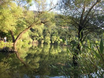 Scenic view of lake in forest