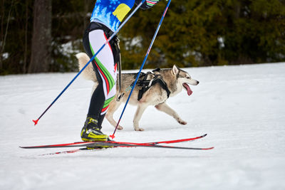 Skijoring dog racing. winter dog sports competition. siberian husky dog pulls skier