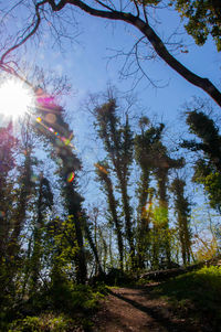 Low angle view of trees against sky