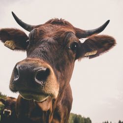 Close-up portrait of cow against clear sky