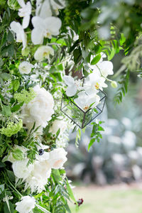 Close-up of white flowers blooming on tree