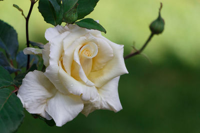 Close-up of white rose blooming outdoors