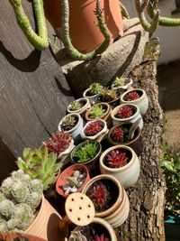 High angle view of succulent plants on table