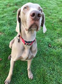 Portrait of dog sitting on field