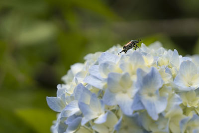 Close-up of bee pollinating on flower