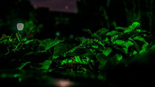 High angle view of plants at night