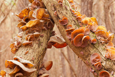 Close-up of mushrooms growing on tree trunk