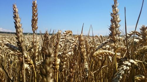 Crop growing in field