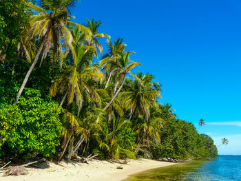 Palm trees by sea against blue sky