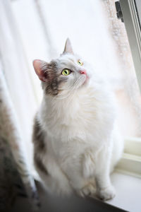 Portrait of  a white cat sitting beside a window