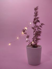 Close-up of illuminated potted plant against black background