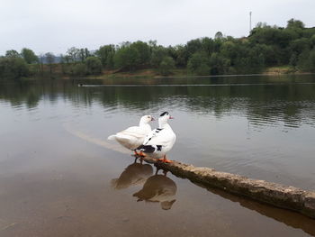 Swans on a lake