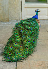 Close-up of peacock