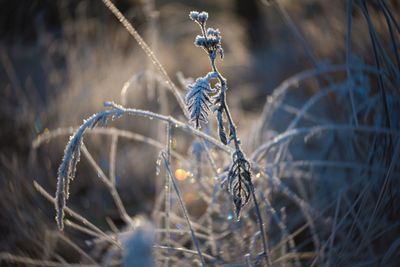 Close-up of frozen plant on field