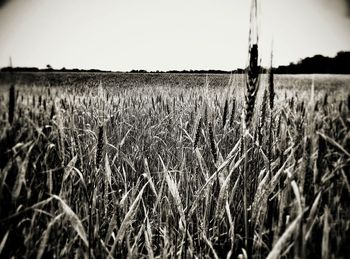 View of wheat field