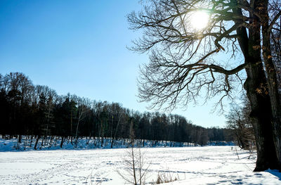 Trees on snow covered field against sky