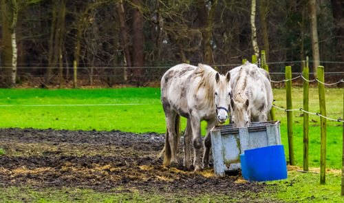 Horses in a field