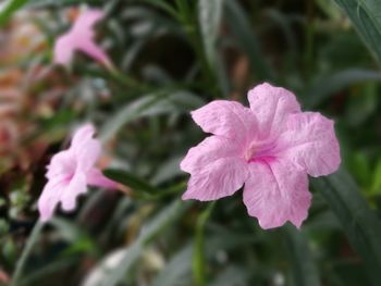 Close-up of pink flowers blooming in garden