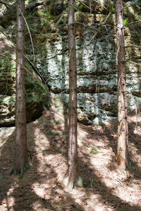 Trees on field in forest