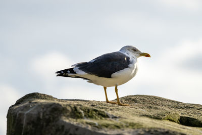 Close-up of seagull perching on rock