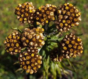 Close-up of berries growing on tree