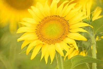 Close-up of yellow sunflower