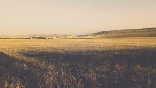 Scenic view of field against clear sky