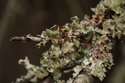 Close-up of moss on a tree