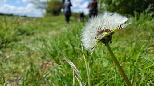 Close-up of flower on field