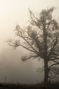 Silhouette tree on field against sky