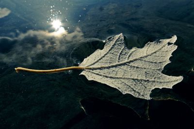 High angle view of maple leaf in water