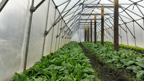 greenhouse