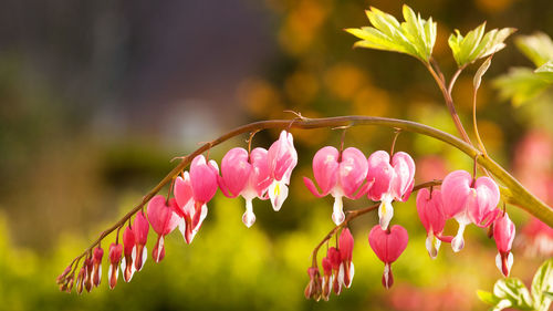 Close-up of pink flowering plants