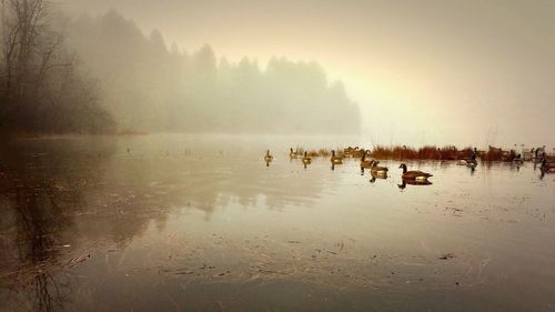 Ducks swimming in lake during foggy weather