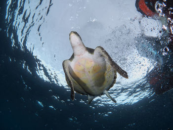 Close-up of reen turtle swimming in sea