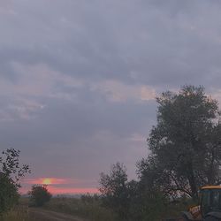 Trees on field against sky at sunset