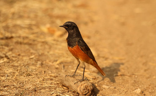 Close-up of bird perching on a field