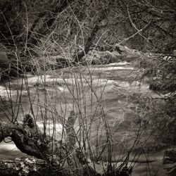 Reflection of bare trees in water