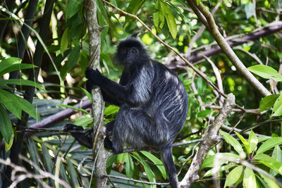 Monkey in a forest