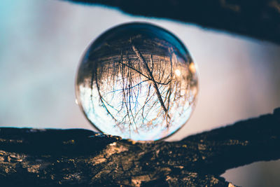 Close-up of crystal ball against trees