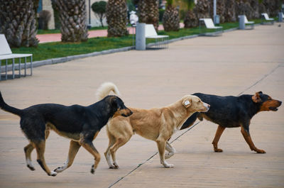 View of two dogs on footpath